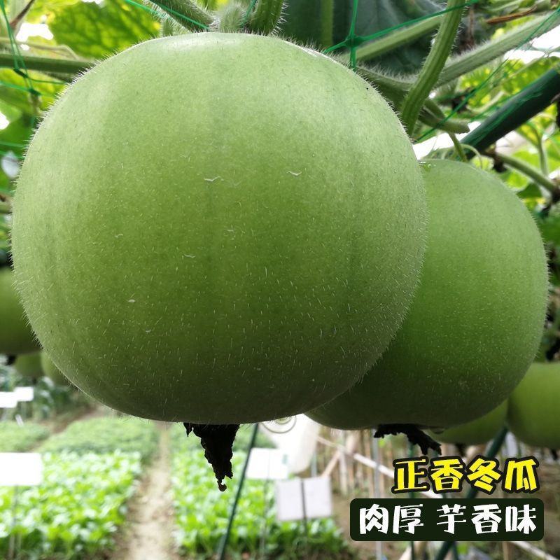 香芋冬瓜种子圆宝小冬瓜种子抗病味香独特杂交新品春季四季播