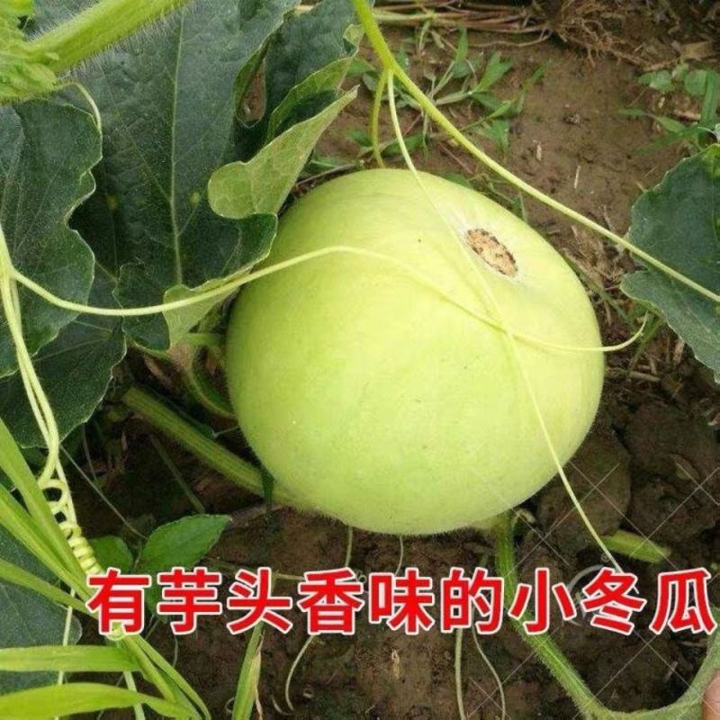 香芋冬瓜种子圆宝小冬瓜种子抗病味香独特杂交新品春季四季播