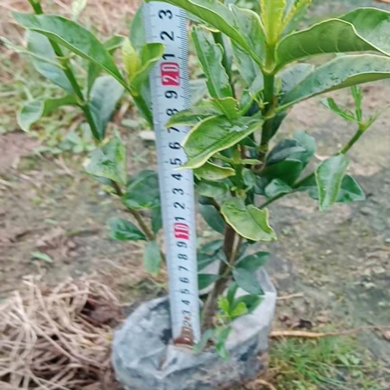 大叶栀子25公分基地直批量大实惠多规格供应