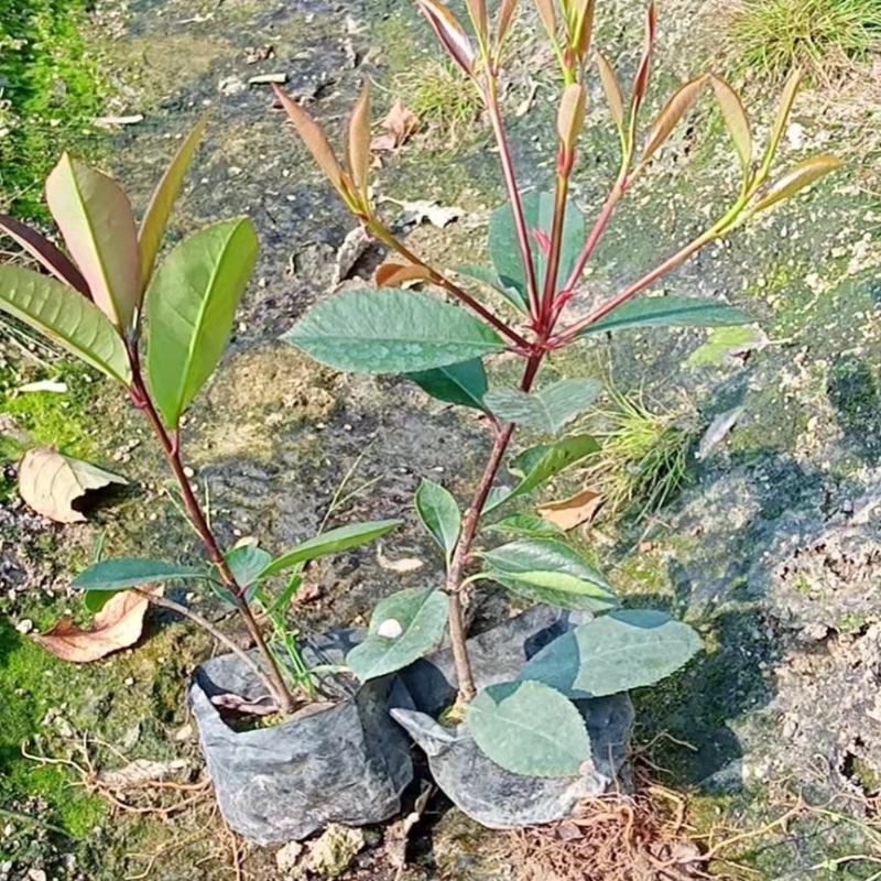 红叶石楠杯苗袋苗福建红叶石楠苗