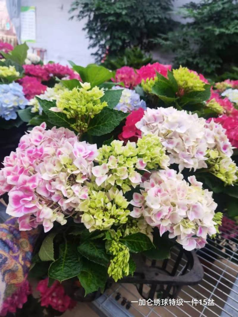 一加仑绣球特级一件15盆花头真多颜色太好看了数量不多漂亮