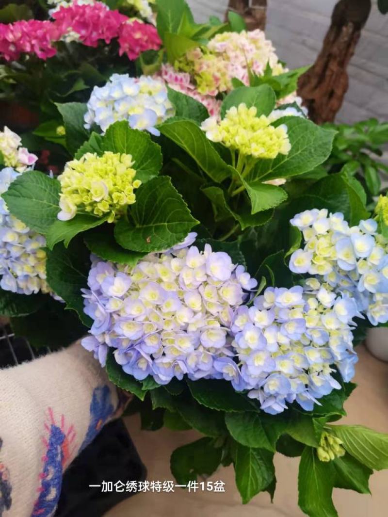 一加仑绣球特级一件15盆花头真多颜色太好看了数量不多漂亮