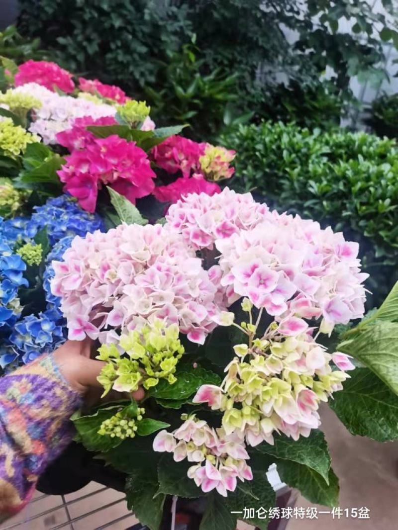 一加仑绣球特级一件15盆花头真多颜色太好看了数量不多漂亮