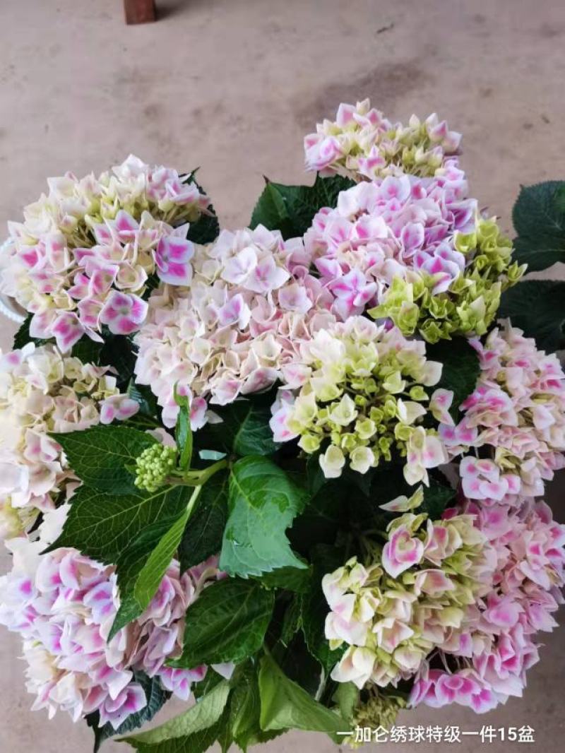 一加仑绣球特级一件15盆花头真多颜色太好看了数量不多漂亮