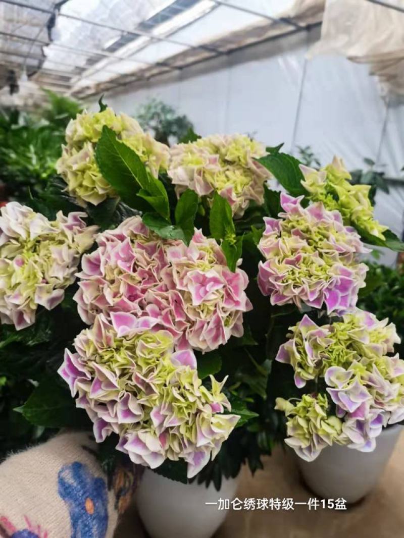 一加仑绣球特级一件15盆花头真多颜色太好看了数量不多漂亮