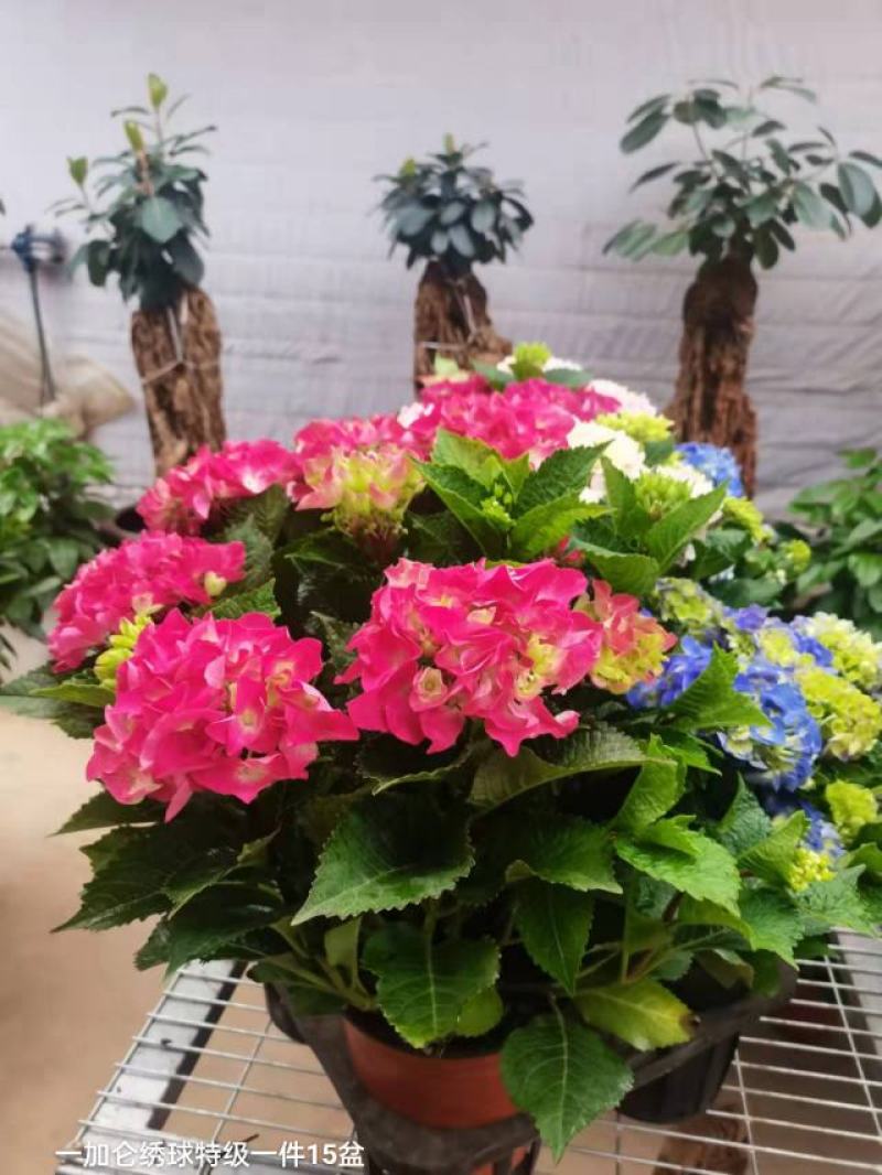 一加仑绣球特级一件15盆花头真多颜色太好看了数量不多漂亮
