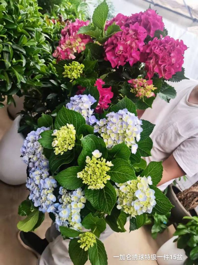 一加仑绣球特级一件15盆花头真多颜色太好看了数量不多漂亮