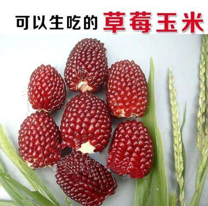 草莓水果玉米种子种籽四季种植农家玉米蔬菜种籽