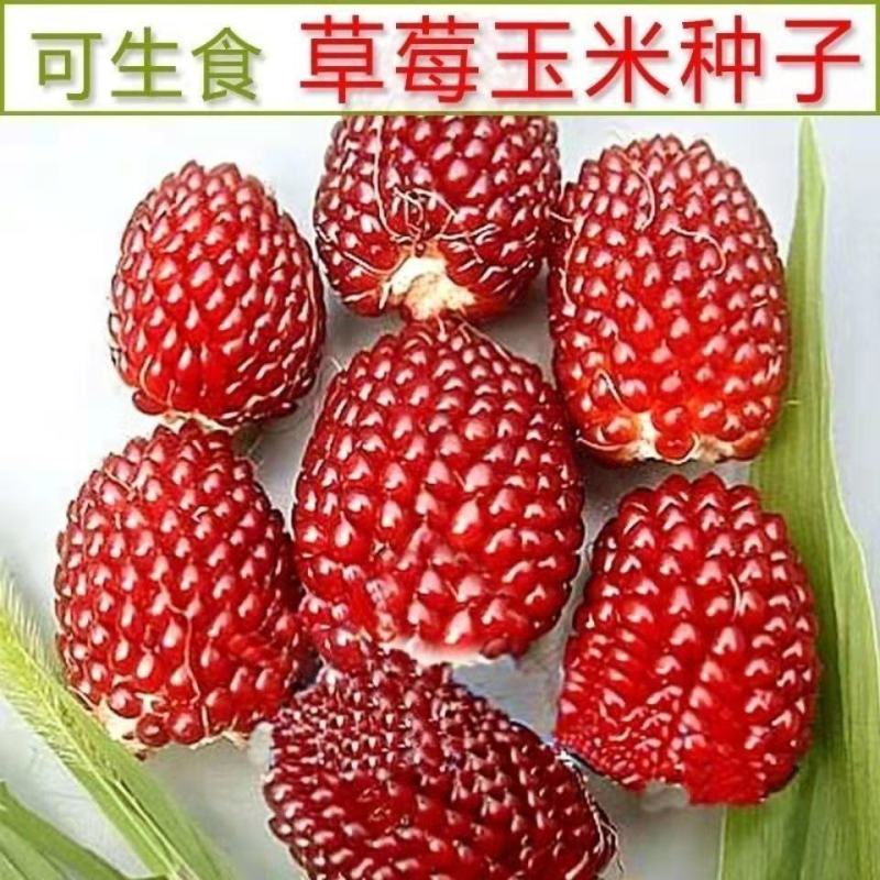 草莓水果玉米种子种籽四季种植农家玉米蔬菜种籽
