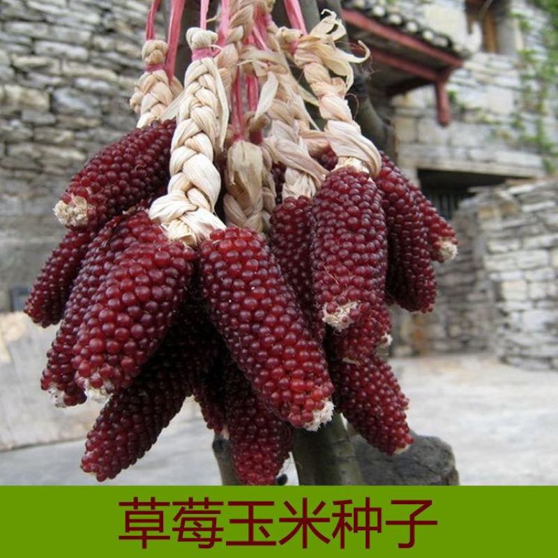 草莓水果玉米种子种籽四季种植农家玉米蔬菜种籽