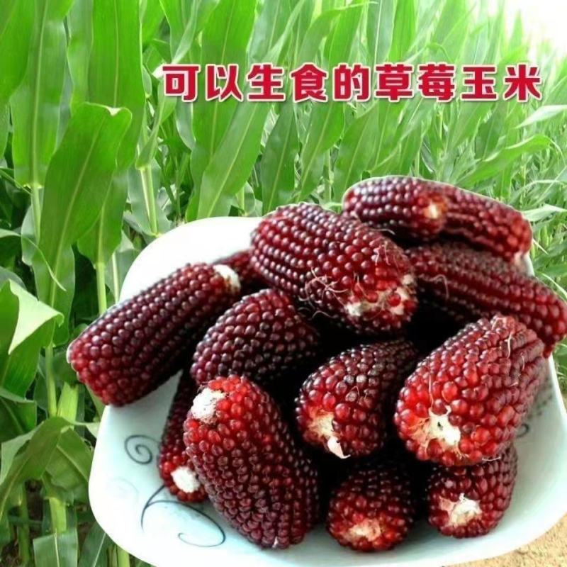 草莓水果玉米种子种籽四季种植农家玉米蔬菜种籽