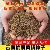 优质黄精种子去皮净籽老虎姜种子姜型黄精种子鸡头黄精种子