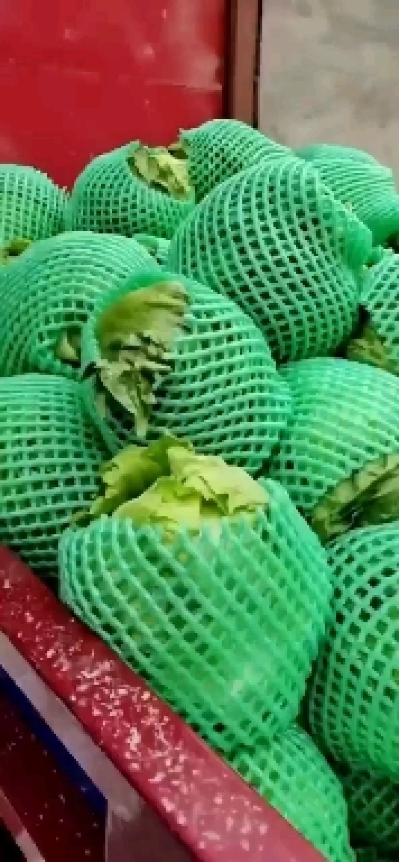 陕西精品圆生菜大量上市品质保证诚信经营对接批发商