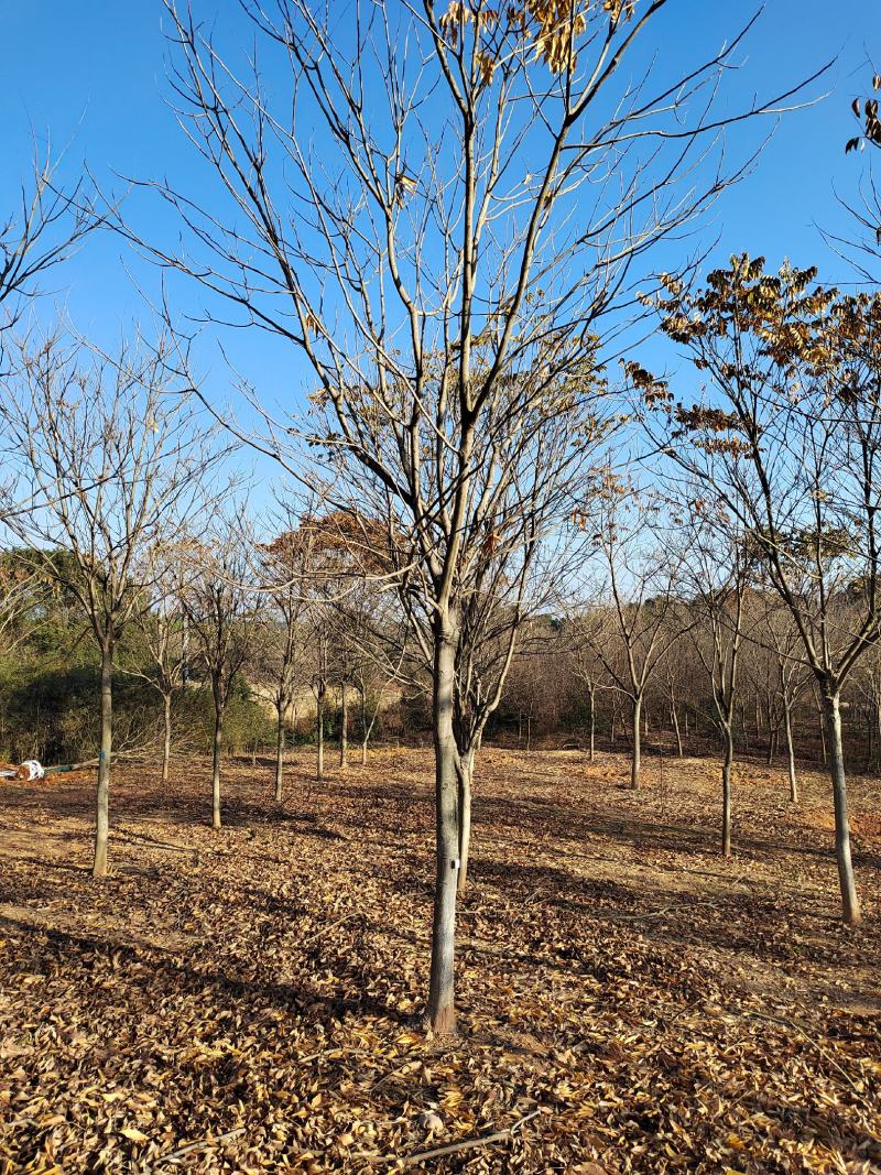 江西10公分无患子彩色树种，基地直供品质保障可视频看