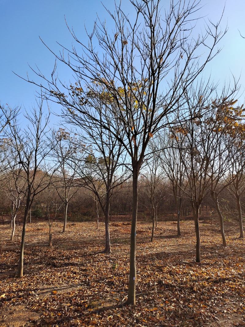 江西10公分无患子彩色树种，基地直供品质保障可视频看