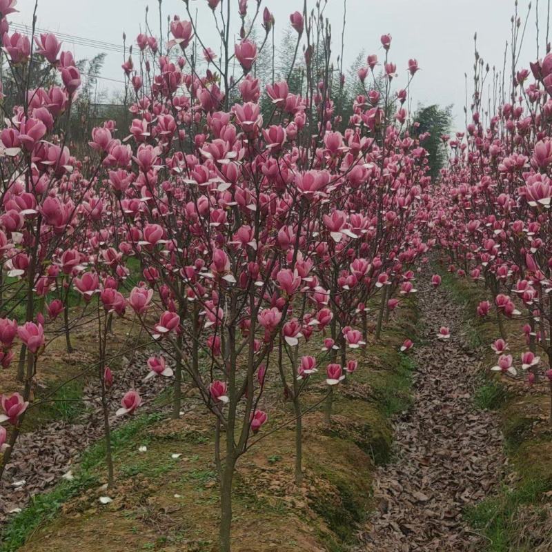 紫玉兰5公分红玉兰基地紫玉兰价格江西紫玉兰批发产地