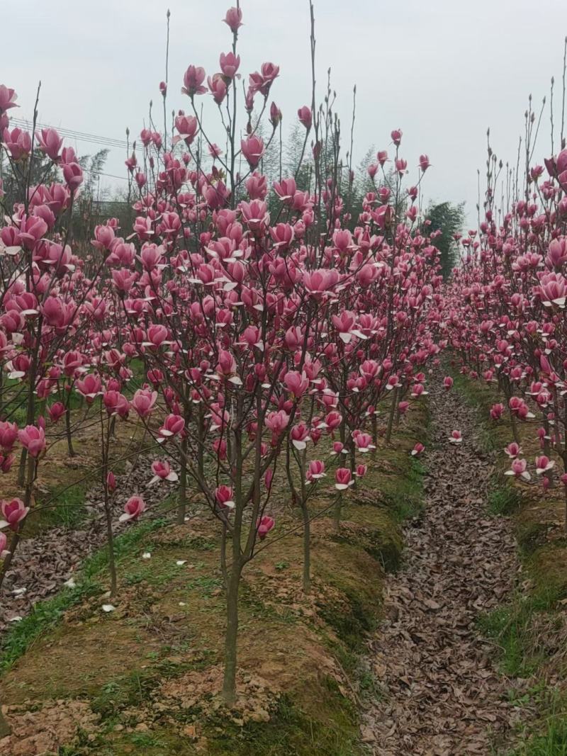 紫玉兰5公分红玉兰基地紫玉兰价格江西紫玉兰批发产地