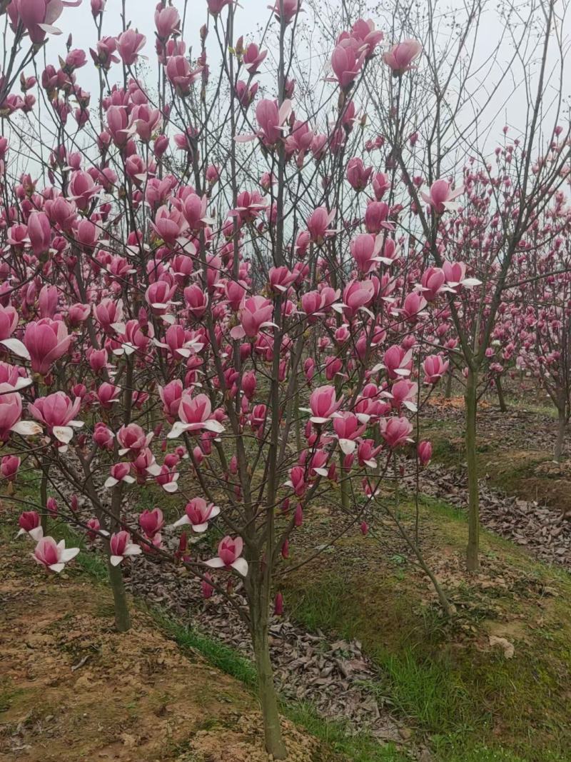 紫玉兰5公分红玉兰基地紫玉兰价格江西紫玉兰批发产地