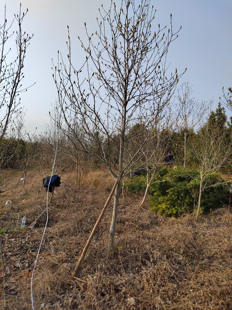 紫玉兰5公分红玉兰基地紫玉兰价格江西紫玉兰批发产地