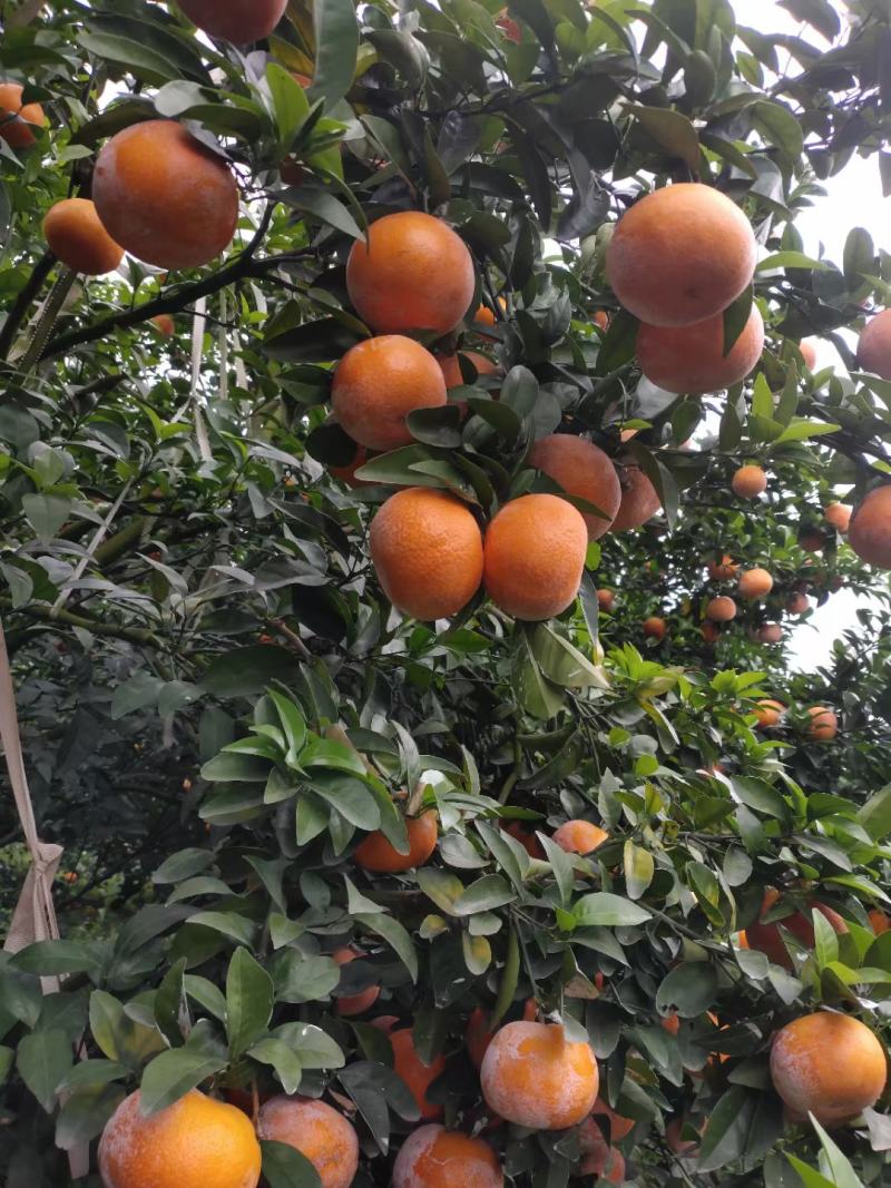 饶平基地种植茂谷柑新鲜柑橘产地直销货源充足
