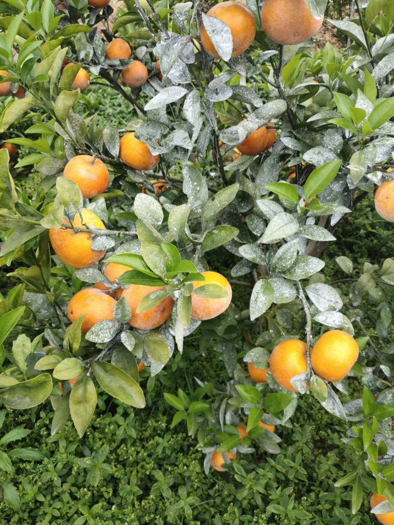 饶平基地种植茂谷柑新鲜柑橘产地直销货源充足