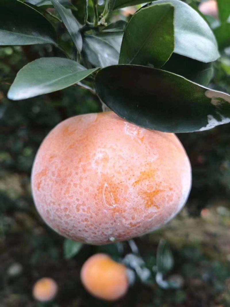 饶平基地种植茂谷柑新鲜柑橘产地直销货源充足