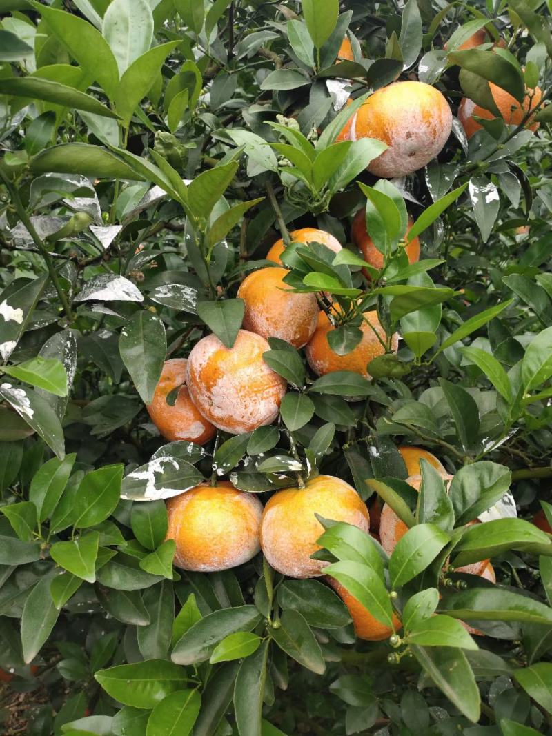 饶平基地种植茂谷柑新鲜柑橘产地直销货源充足