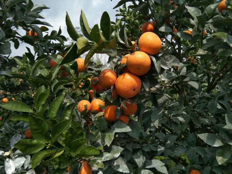 饶平基地种植茂谷柑新鲜柑橘产地直销货源充足