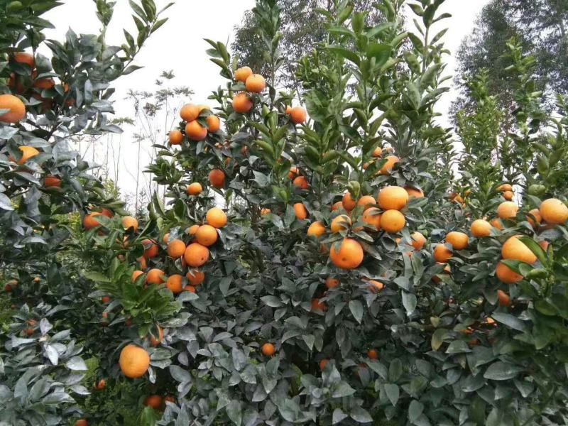 饶平基地种植茂谷柑新鲜柑橘产地直销货源充足