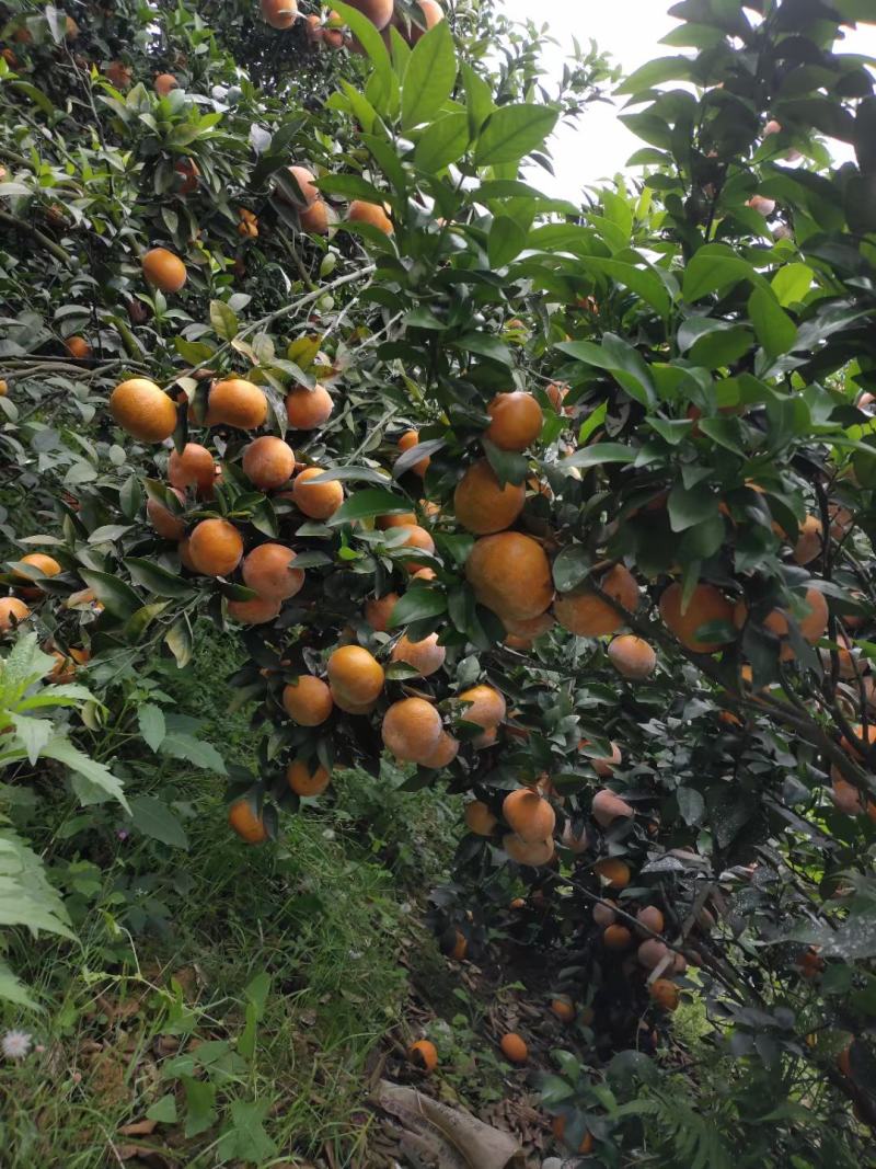 饶平基地种植茂谷柑新鲜柑橘产地直销货源充足
