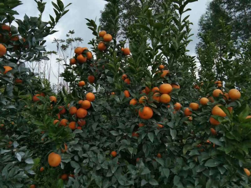 饶平基地种植茂谷柑新鲜柑橘产地直销货源充足