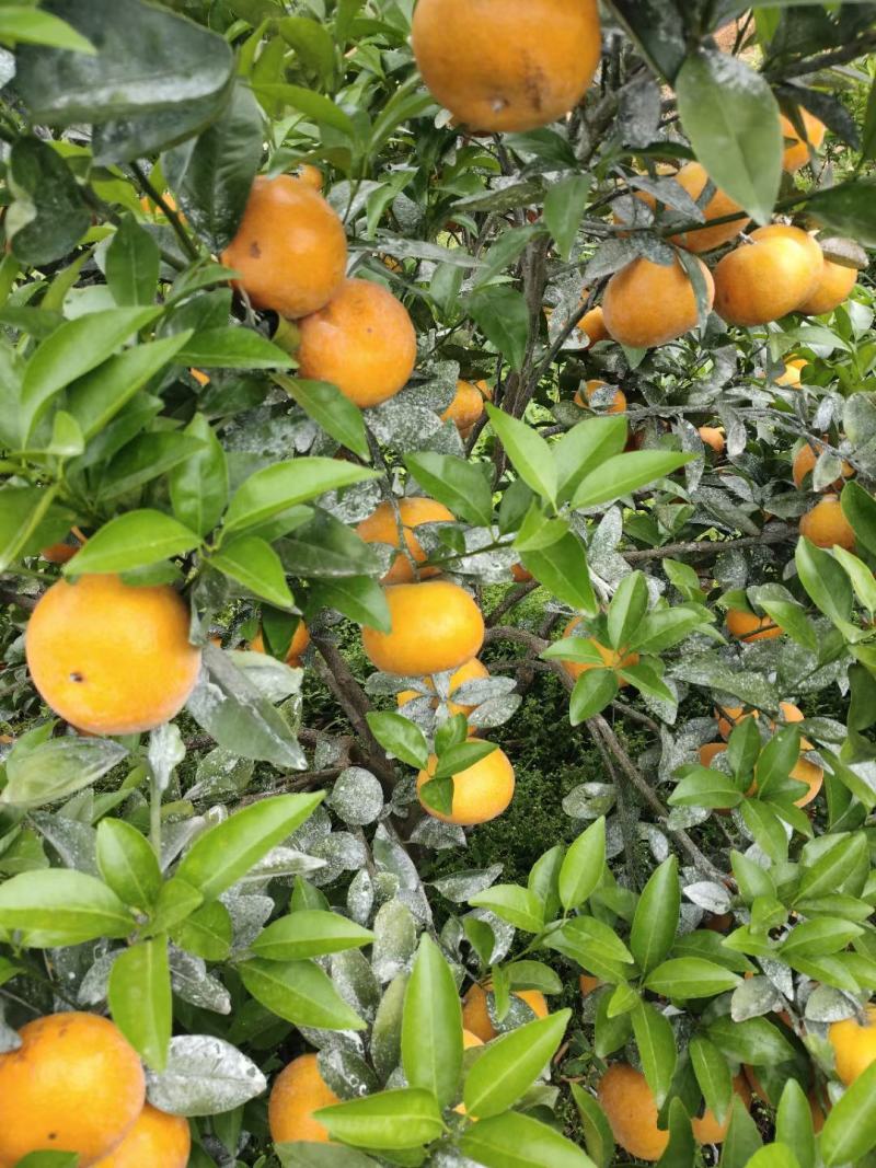 饶平基地种植茂谷柑新鲜柑橘产地直销货源充足