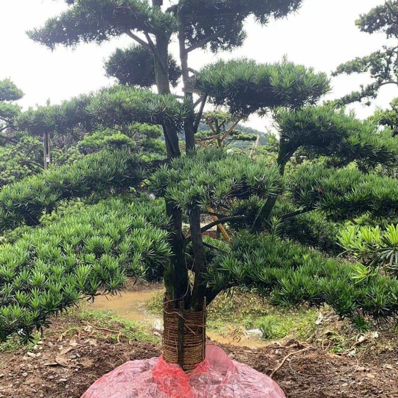 罗汉松