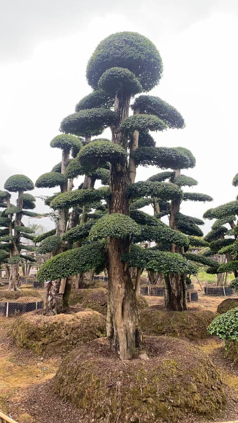 罗汉松