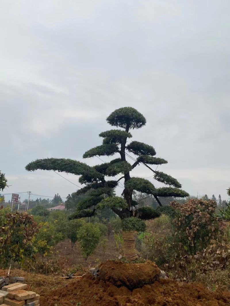 罗汉松