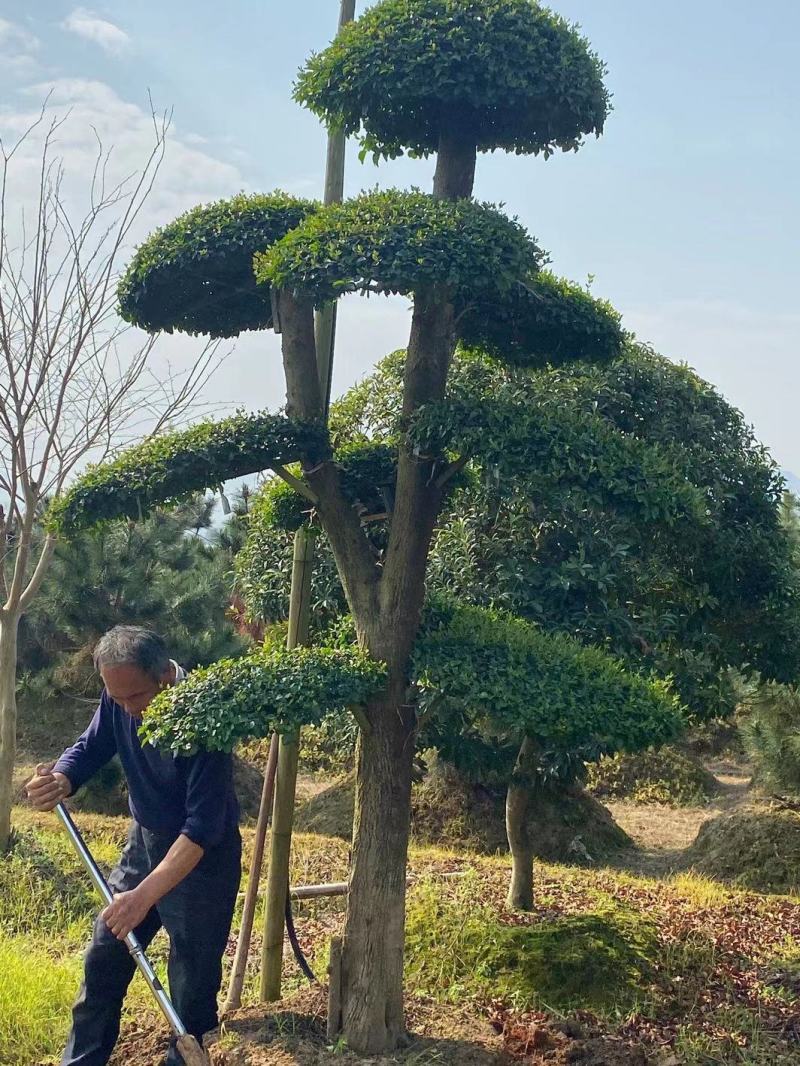 罗汉松