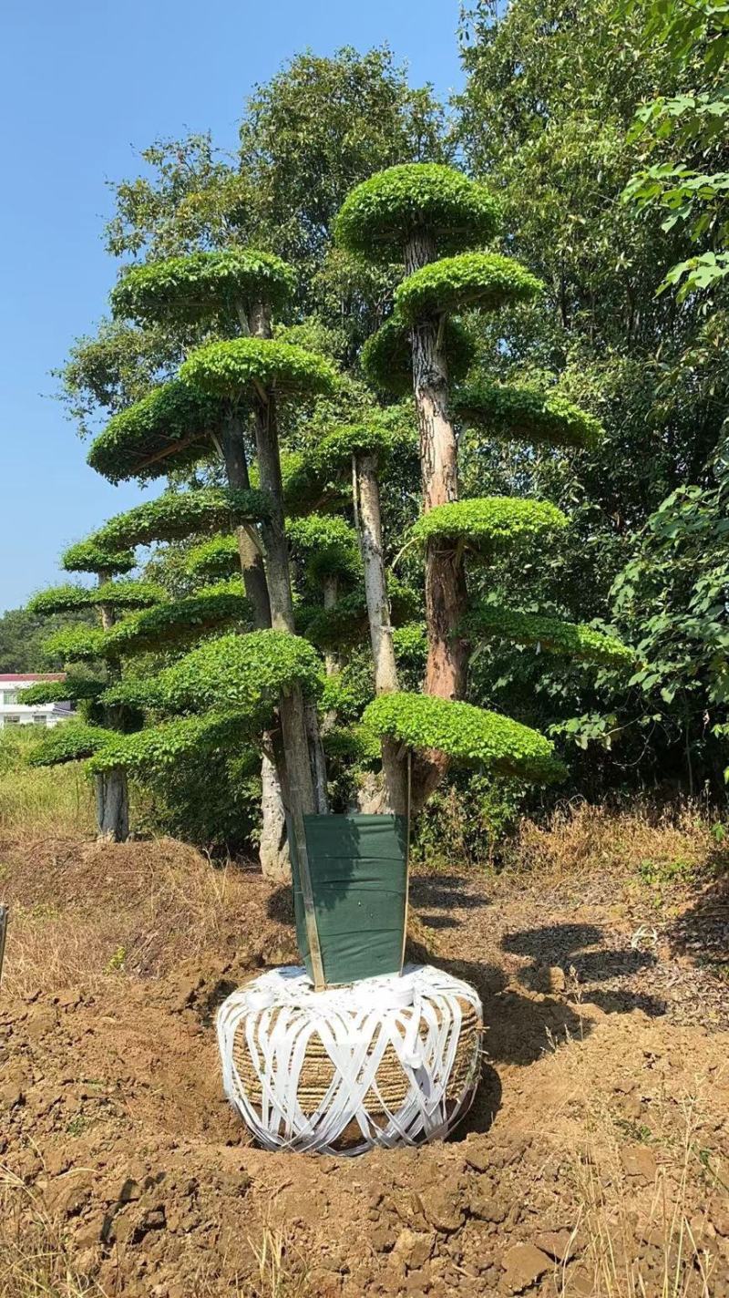 罗汉松