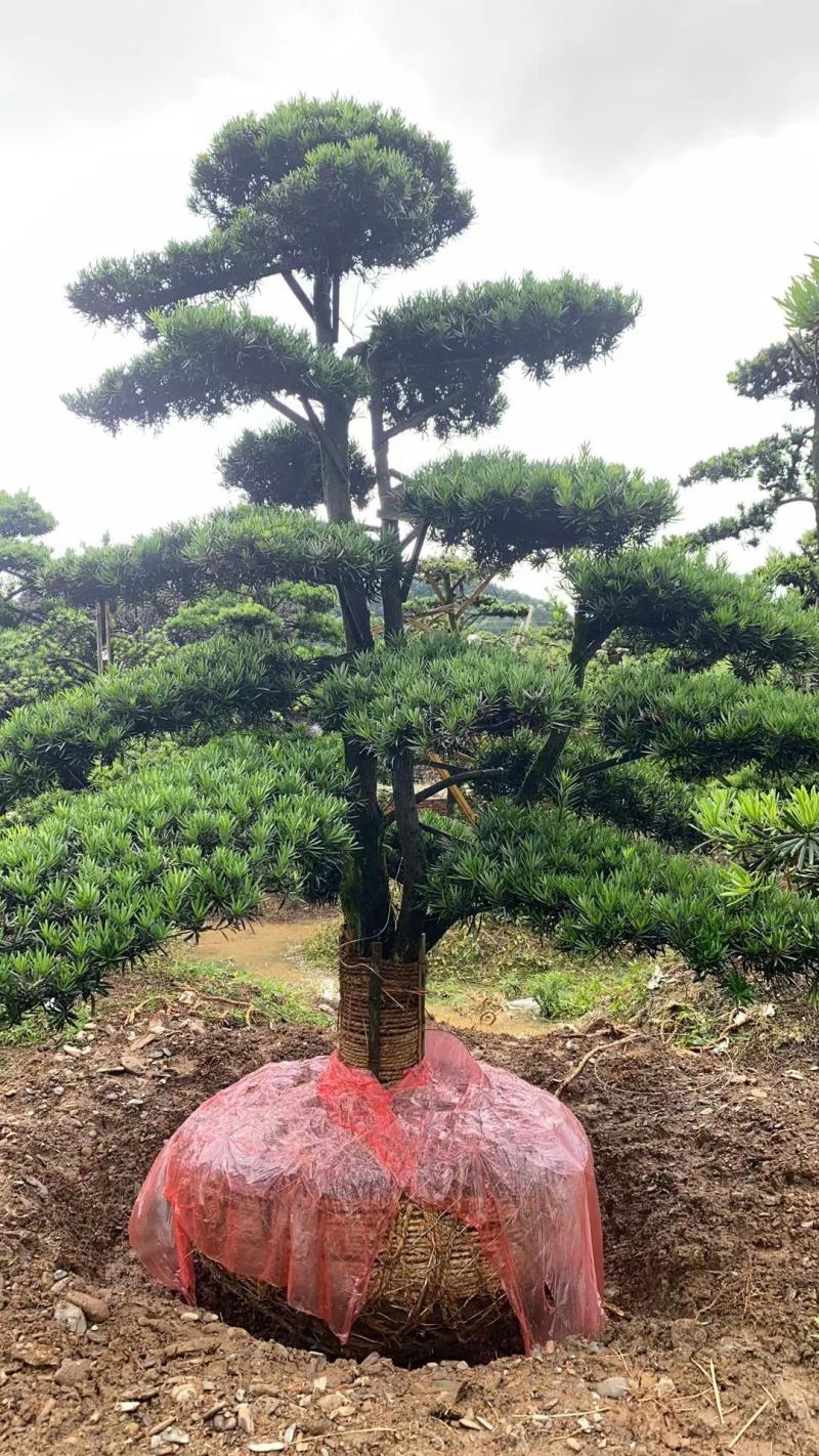 罗汉松