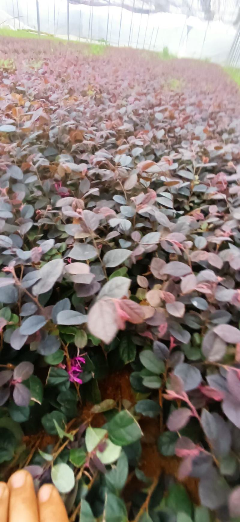 红花继木