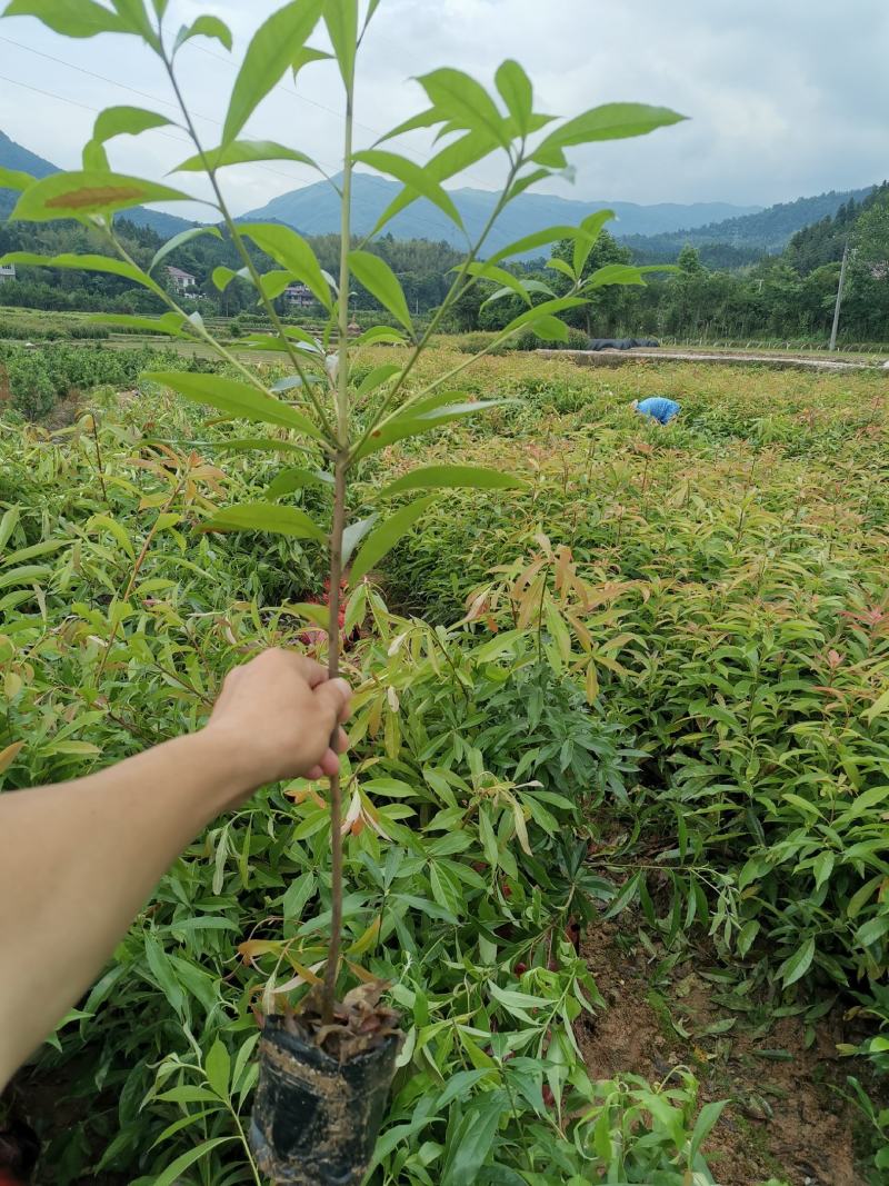 木荷小苗产地直发，大量批发，可视频看货，欢迎采购