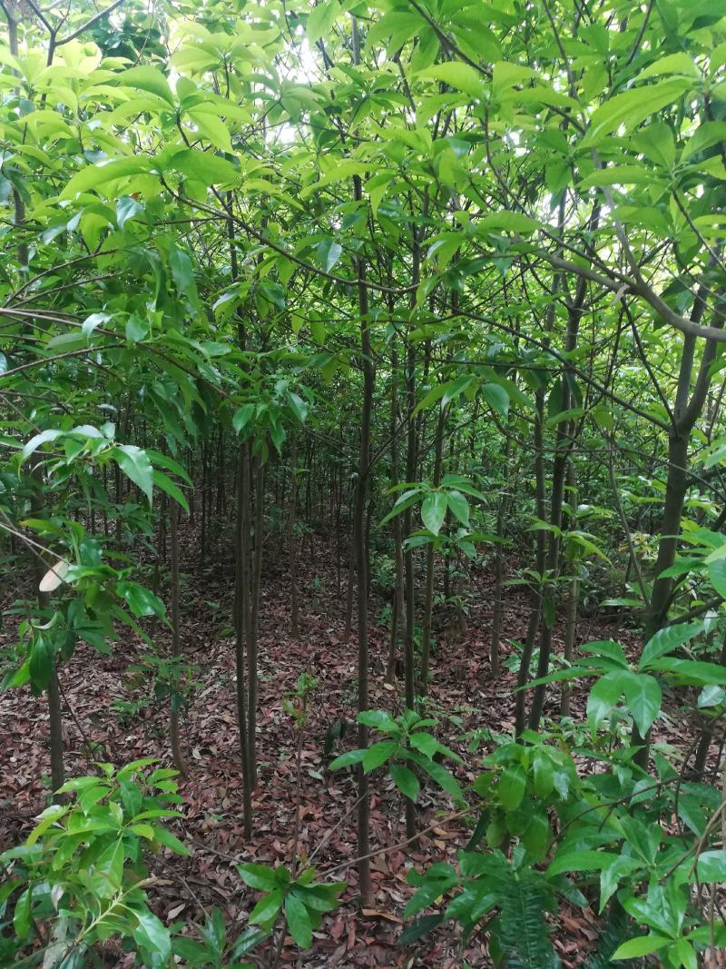 木荷小苗产地直发，大量批发，可视频看货，欢迎采购