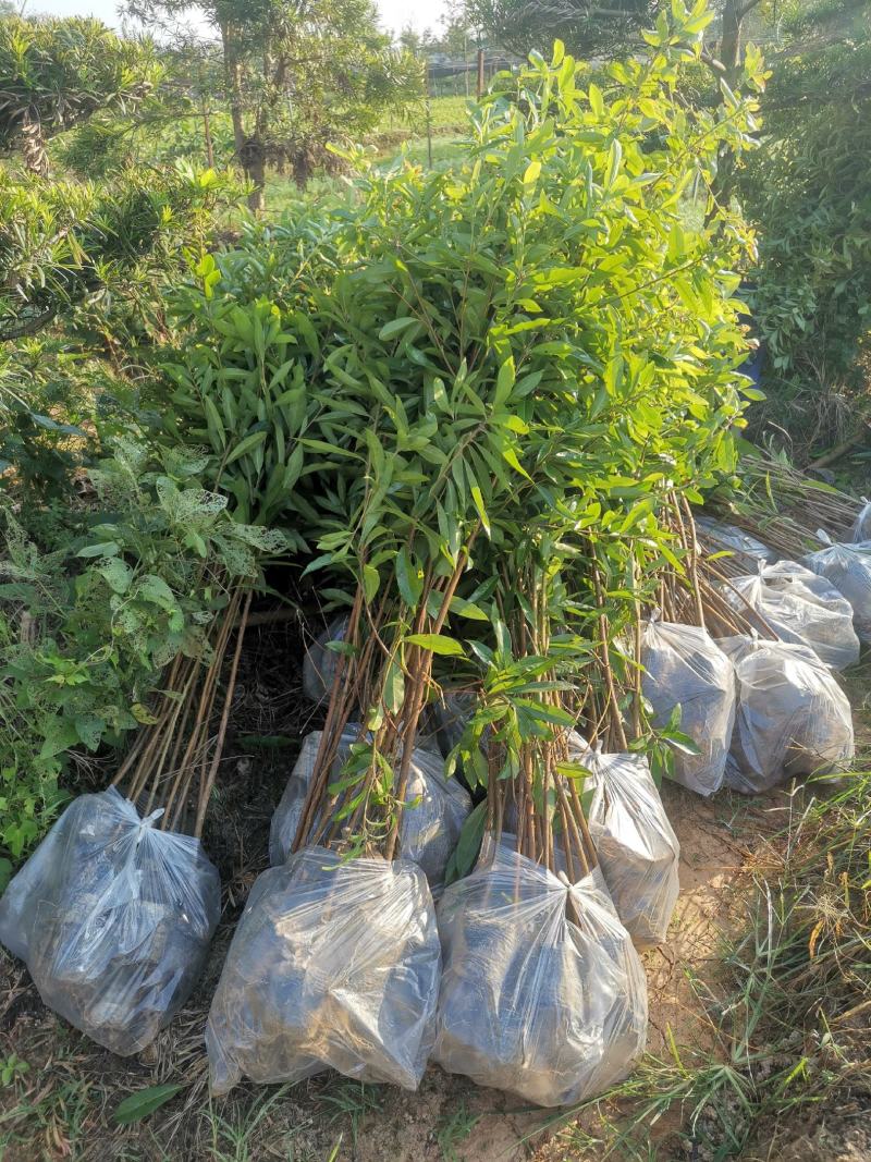 木荷小苗产地直发，大量批发，可视频看货，欢迎采购