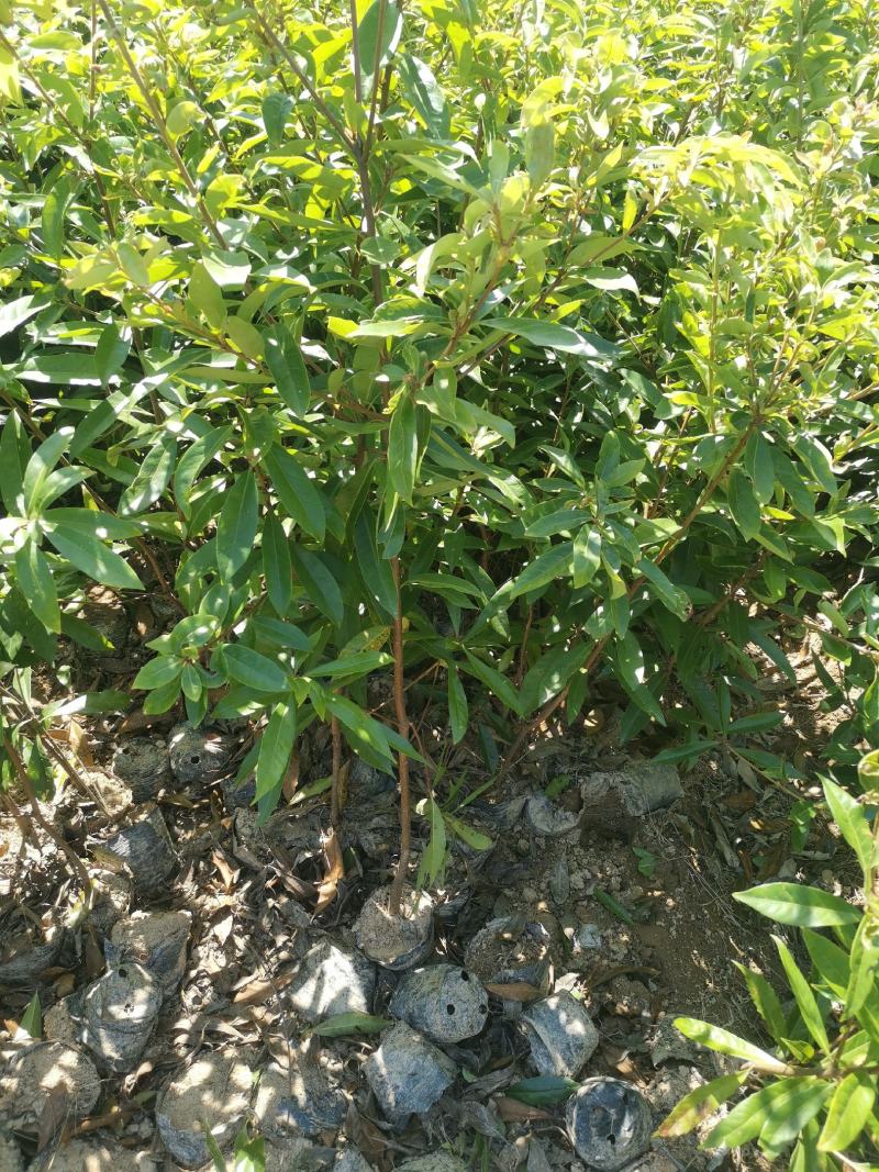 木荷小苗产地直发，大量批发，可视频看货，欢迎采购