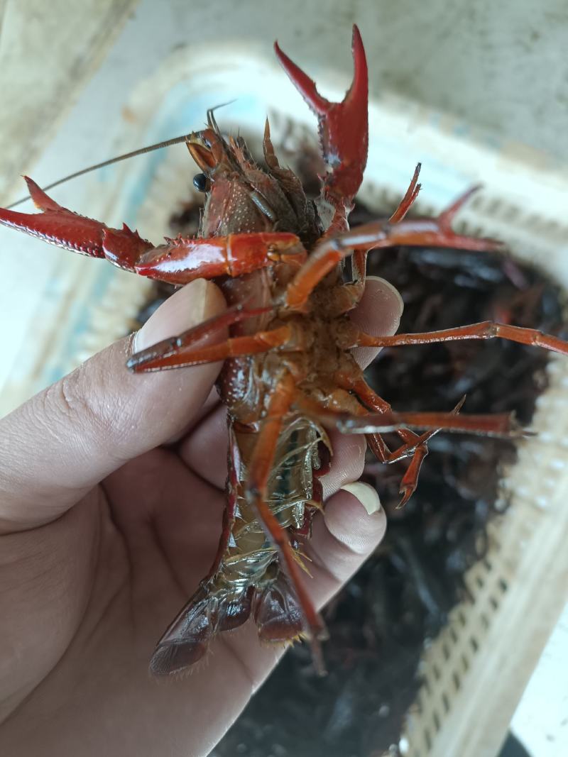实在