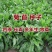 菊苣牧草籽四季播种鸡鸭鹅猪牛羊喜食
