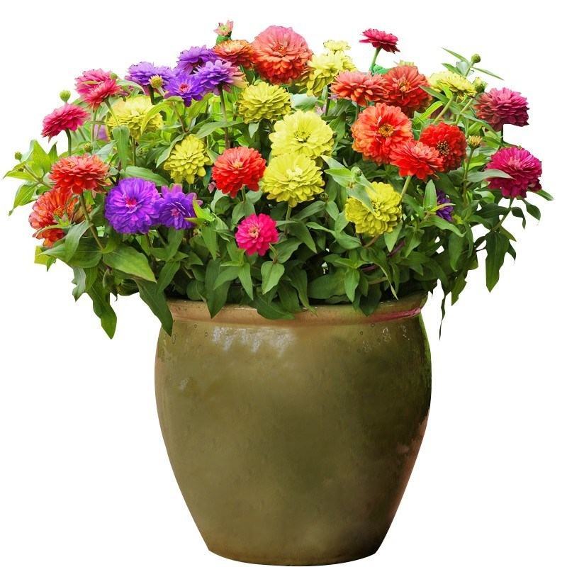 百日草花种籽子七彩重瓣百日草花种子四季开花百日菊花籽庭院