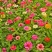 百日草花种籽子七彩重瓣百日草花种子四季开花百日菊花籽庭院