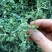 茵陈种子白蒿种子苗四季野菜高产山东野菜种子