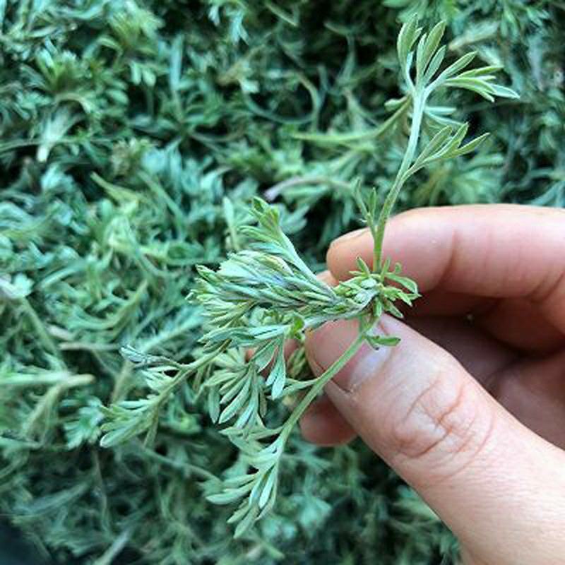 茵陈种子白蒿种子苗四季野菜高产山东野菜种子
