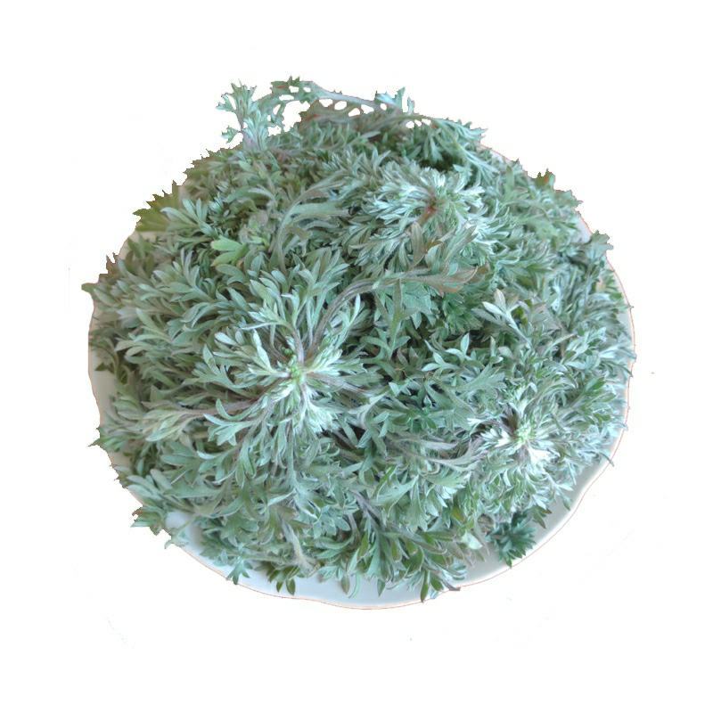 茵陈种子白蒿种子苗四季野菜高产山东野菜种子